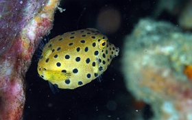 Birmanie - Mergui - 2018 - DSC03033 - Yellow boxfish - Poisson coffre jaune juv.- Ostracion cubicus